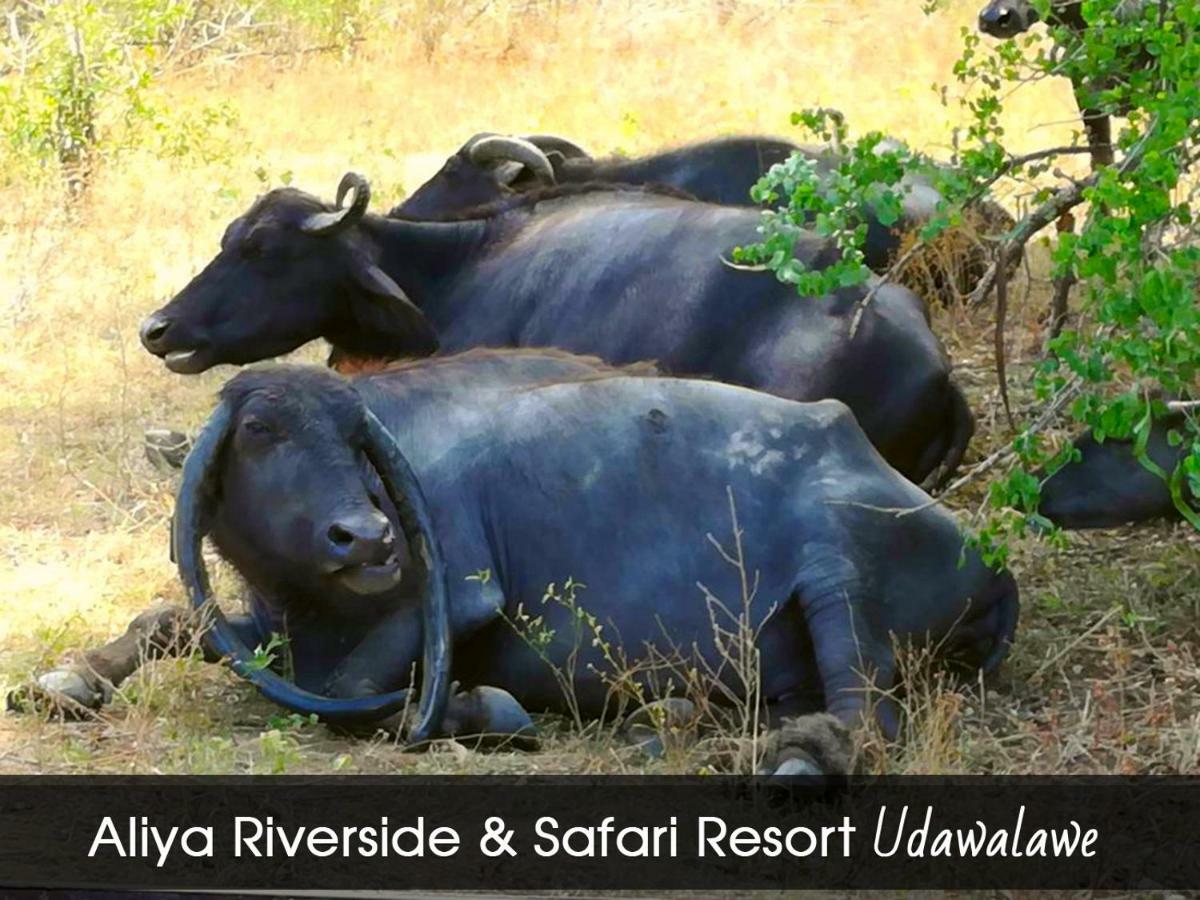 Aliya Riverside & Safari Resort Udawalawe Bagian luar foto